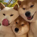 Shiba Lodge
