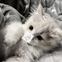 ~Dreamy island~ Discord server icon