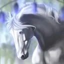 bluebell dressage os