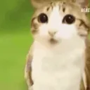 elusive Discord Server Icon