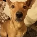 𝑪𝑨𝑳𝑬𝑫𝑫𝑼🐕🍃 | 𝑺𝒐𝒄𝒊𝒂𝒍🌙 𝑮𝒂𝒎𝒊𝒏𝒈🎮