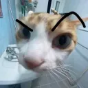 ≪•◦❈◦•≫ yap nation ★ Emojis • Chat • VC • Meet People • Gaming ≪•◦❈◦•≫
