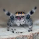 The Jumping Spider's Hammock