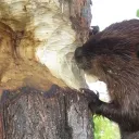Tree Munchers Tryout | AS