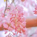 ೋღ 飛藤 Wisteria🌺