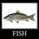 😵 DeadF1sh’s Fishbowl 🐟