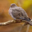 Bird Server Discord Server Icon