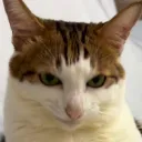 BaoCord Discord Server Icon