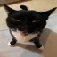 🌎🐱😡🇦🇱