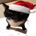 La Navidad Albana🎄