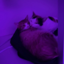things Discord server icon