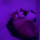 things Discord server icon