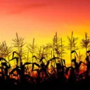 CornField