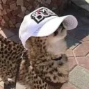 𝙴𝙻 𝚁𝙴𝙸𝙽𝙾 𝙶𝙰𝚃𝚄𝙽𝙾 Discord Server Icon