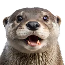 カワウソのおだ