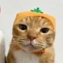 Cat Kingdom
