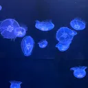 なんでも屋