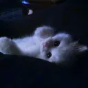 ⋆˚꩜｡ 𝑼𝒏𝒅𝒆𝒓𝒘𝒐𝒓𝒍𝒅 ⋆˚꩜｡'s icon