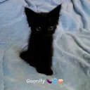 Goonify