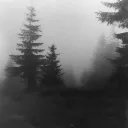 Forest Frenzy