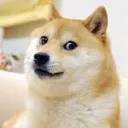 Doge's server