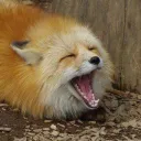 Interfox