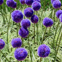 Group:someday(alternative_rnb) Discord server icon