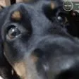 Chimas com a Neko