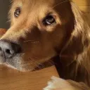 Bestiality lifestyle 💦🐕🦺🐾🔥