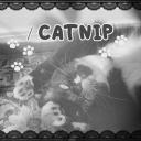 Catnip  ฅ>ܫ<ฅ