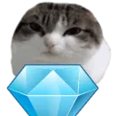 Cati'co. |  猫  |