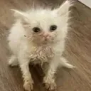 Big Brain Club Discord server icon