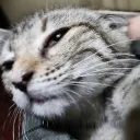 Friends of Friends Discord server icon