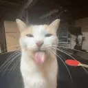 Gay Fucks