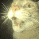 Cat Enthusiasts 002