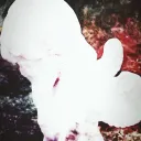 ʚ 𝐜𝐮𝐩𝐢𝐝𝐬 𝐯𝐨𝐢𝐝 ɞ