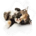 ♫   ㆍ Lavender Full Dreams ㆍ