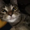 ၄၃ ᴀɴɪᴍᴀʟ ᴄɪᴛʏ ၄၃