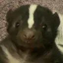 Fart Furry Union