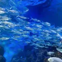 .° ｡𖦹˚ Ocean Home𓆝 ｡𖦹°‧