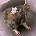 szczurki ᓚ₍⑅^..^₎♡