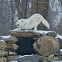 Gem Wolves Den