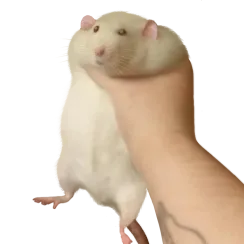 Cheese Tax Evaders banner