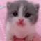 Server Icon