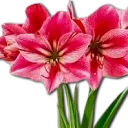 The Amaryllis Garden