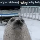 seal vengas