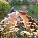 ★﹐🦦 Otter's Cottage 🍃彡