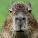 CapybaraOFF Comunnity.