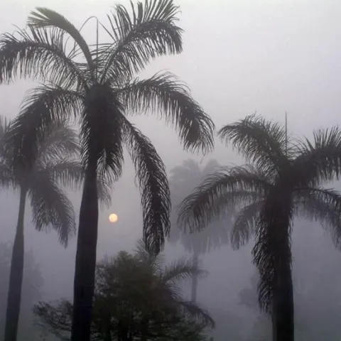 .gg/ring #>ᴗ< banner