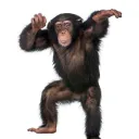 Horrified Chimps